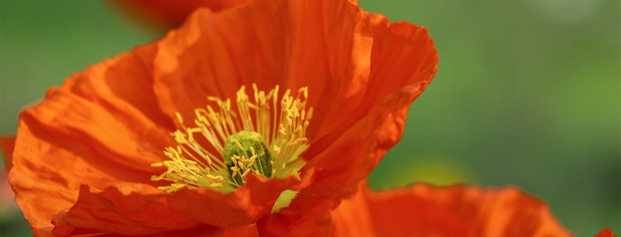 rote Mohnblume in voller Blüte vor grünem Hintergrund